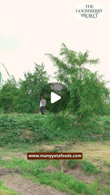 Amla Tree Harvest Video