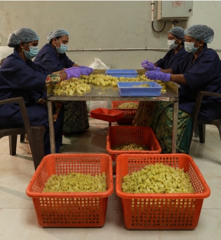 Workers processing fresh amla in a hygienic food manufacturing facility producing organic amla juice, amla powder, amla murabba, and amla candy in Maharashtra.