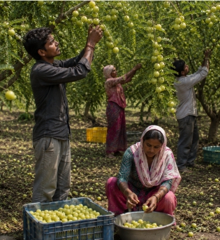 Farm workers harvesting fresh amla in an organic orchard for pure amla juice, amla powder, amla murabba, and amla candy production in Maharashtra.